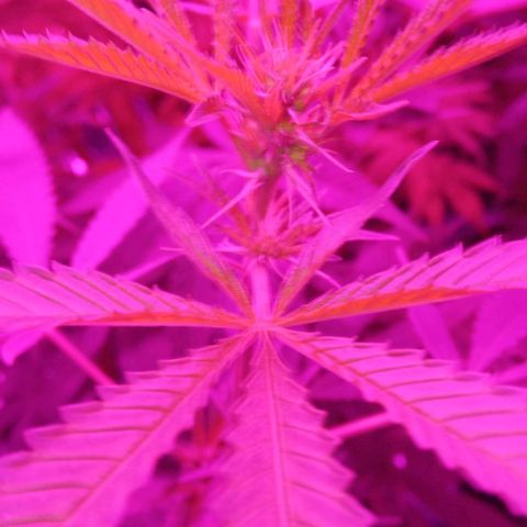 Genética desconocida growlog timeline photo