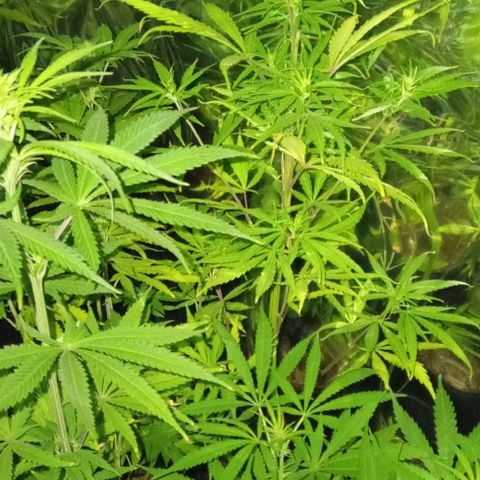 Genética desconocida growlog timeline photo