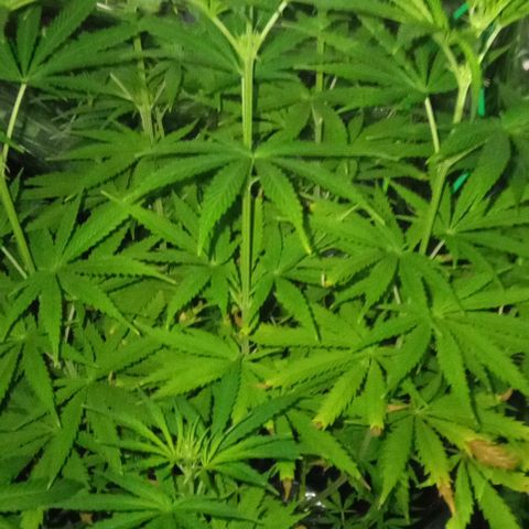 Genética desconocida growlog timeline photo