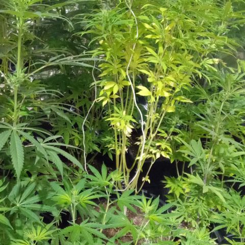 Genética desconocida growlog photo: Se regaron 