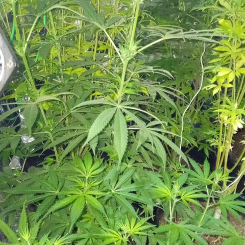 Genética desconocida growlog photo: Se regaron 