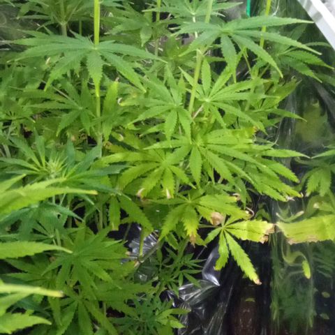 Genética desconocida growlog photo: Se regaron 