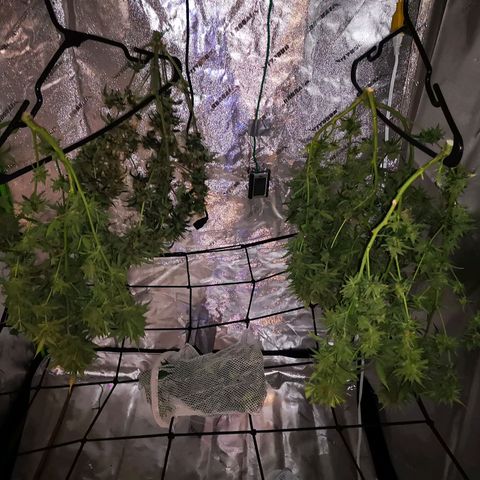 Girl Scout Cookies & Jack Herrer #1 growlog photo: Récolte en séchage