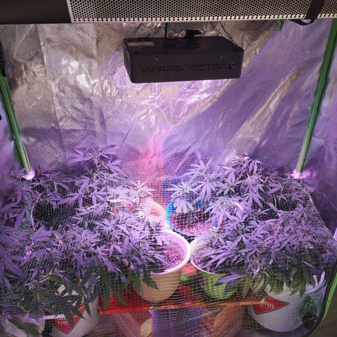 Girl Scout Cookies & Jack Herrer #1 growlog timeline photo