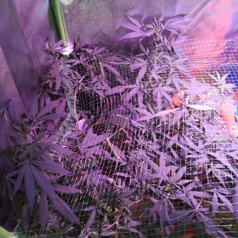 Girl Scout Cookies & Jack Herrer #1 growlog timeline photo