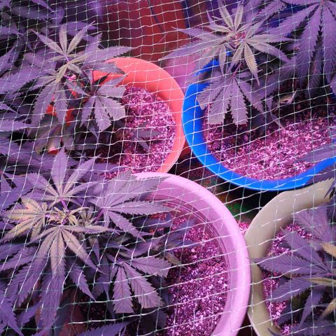 Girl Scout Cookies & Jack Herrer #1 growlog timeline photo