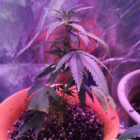 Girl Scout Cookies & Jack Herrer #1 growlog timeline photo