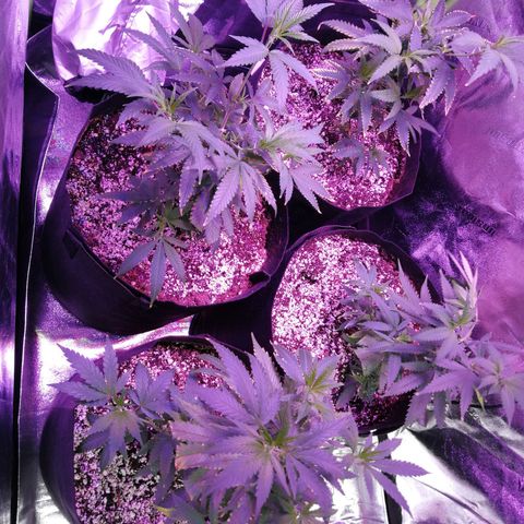 Girl Scout Cookies & Jack Herrer #1 growlog timeline photo