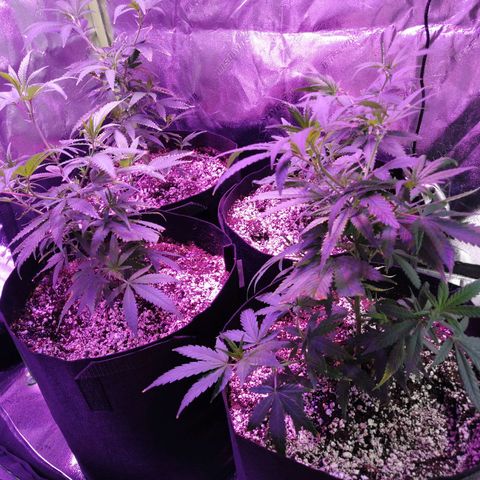 Girl Scout Cookies & Jack Herrer #1 growlog timeline photo