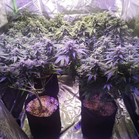 Girl Scout Cookies & Jack Herrer #1 growlog timeline photo