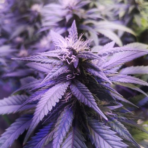 Girl Scout Cookies & Jack Herrer #1 growlog timeline photo