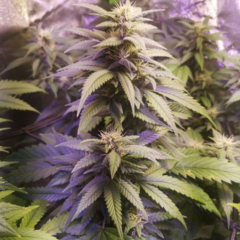 Girl Scout Cookies & Jack Herrer #1 growlog timeline photo