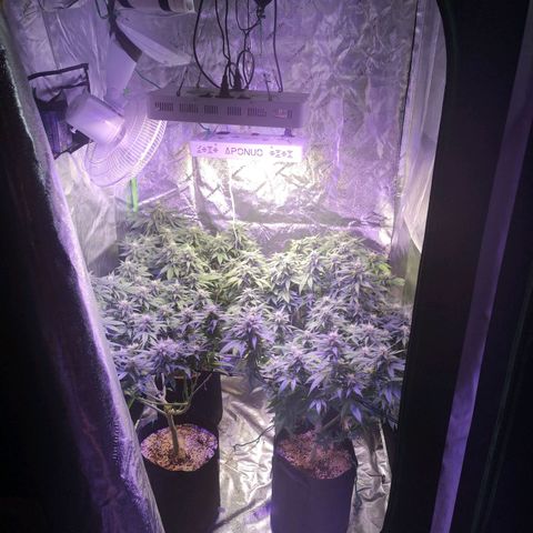 Girl Scout Cookies & Jack Herrer #1 growlog timeline photo
