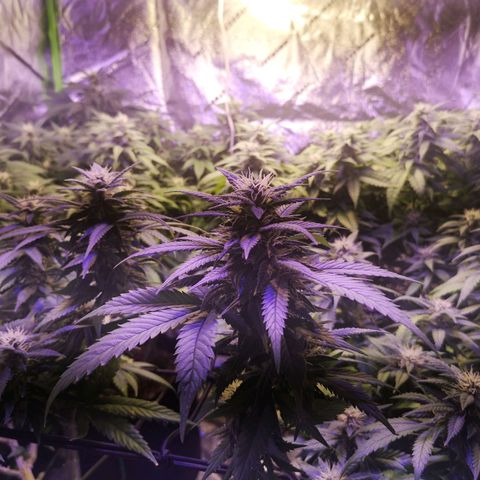 Girl Scout Cookies & Jack Herrer #1 growlog timeline photo