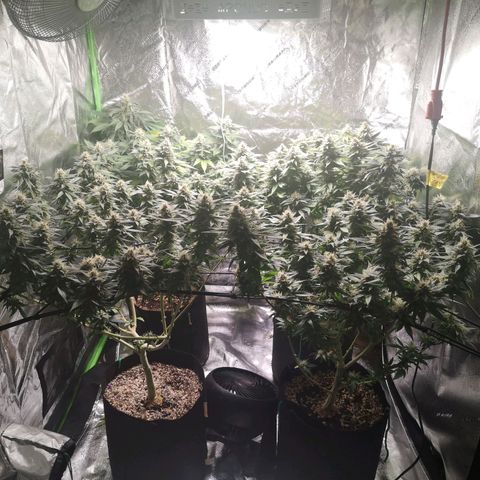 Girl Scout Cookies & Jack Herrer #1 growlog timeline photo