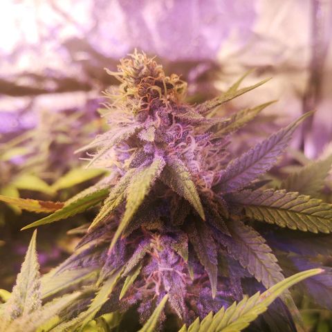 Girl Scout Cookies & Jack Herrer #1 growlog timeline photo