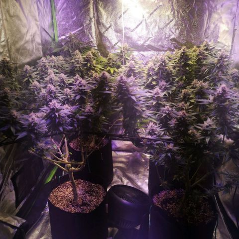 Girl Scout Cookies & Jack Herrer #1 growlog timeline photo