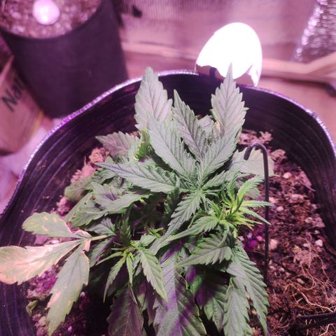 Tyson  growlog timeline photo