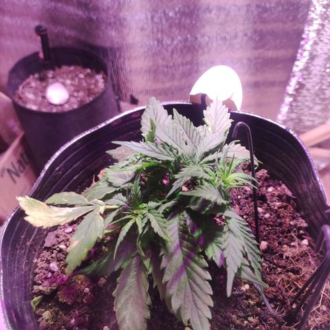 Tyson  growlog timeline photo