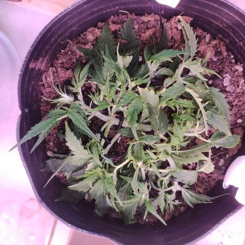 Tyson  growlog timeline photo