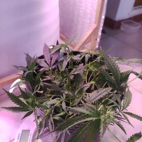 Tyson  growlog timeline photo