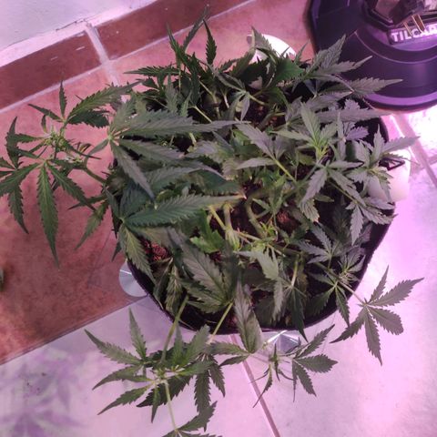 Tyson  growlog timeline photo