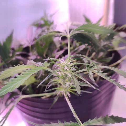 Tyson  growlog timeline photo