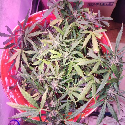 Tyson  growlog timeline photo