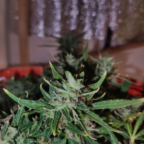 Tyson  growlog timeline photo