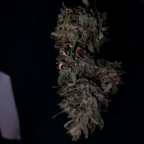 Tyson  growlog timeline photo