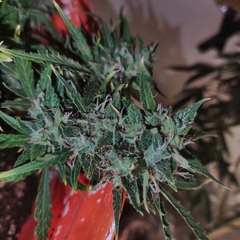 Tyson  growlog timeline photo