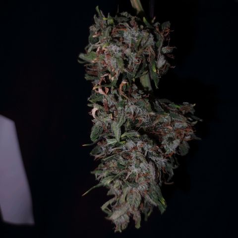 Tyson  growlog timeline photo