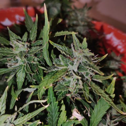 Tyson  growlog timeline photo