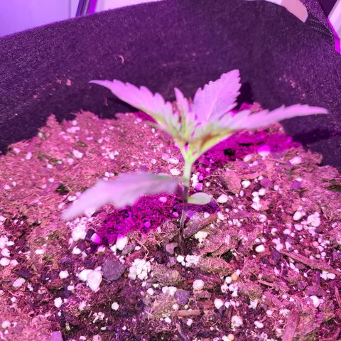 Pills growlog timeline photo