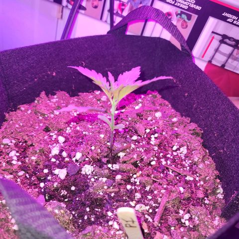 Pills growlog timeline photo