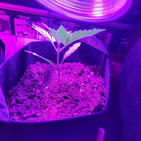 Pills growlog timeline photo