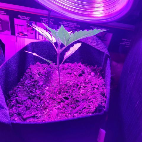 Pills growlog timeline photo