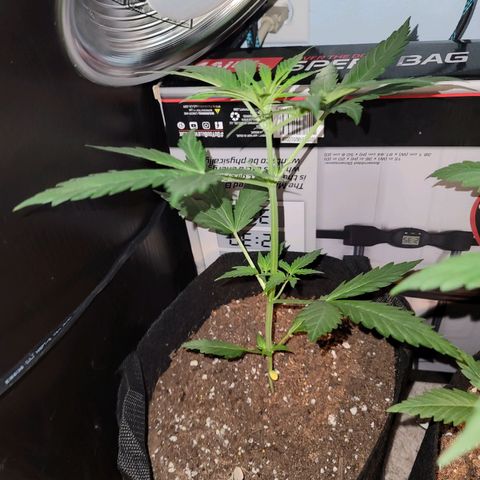 Pills growlog timeline photo