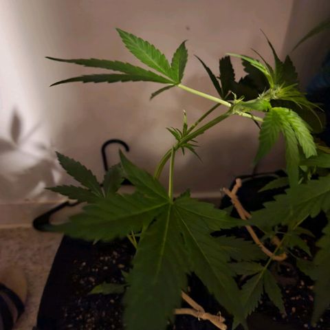 Pills growlog timeline photo
