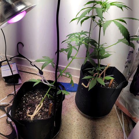 Pills growlog timeline photo