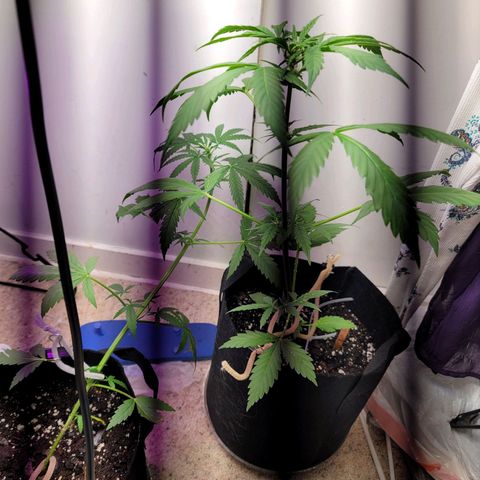 Pills growlog timeline photo