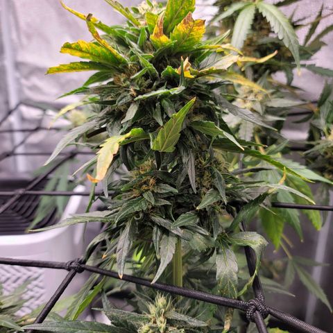 Pills growlog timeline photo