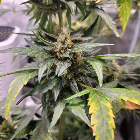Pills growlog timeline photo