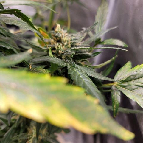 Pills growlog timeline photo