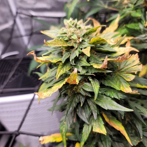 Pills growlog timeline photo