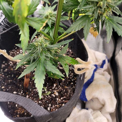 Pills growlog timeline photo