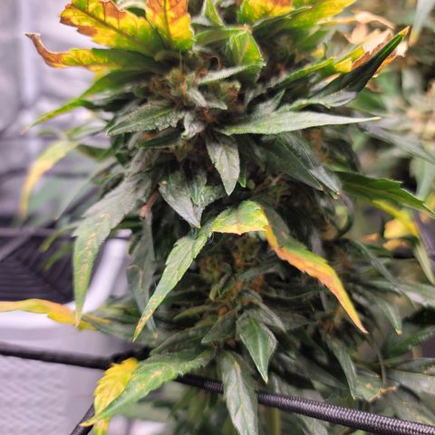 Pills growlog timeline photo