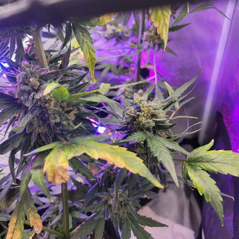 Pills growlog timeline photo