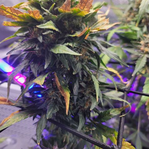 Pills growlog timeline photo