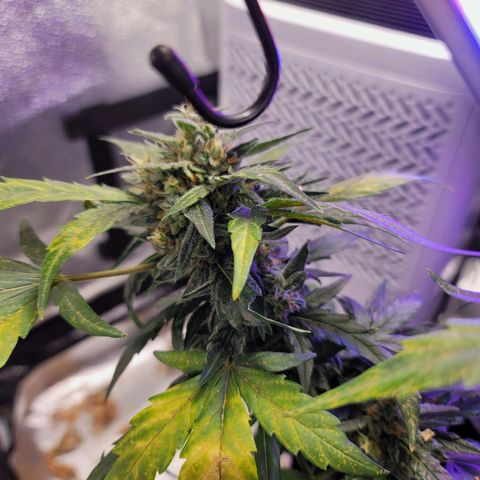 Pills growlog timeline photo